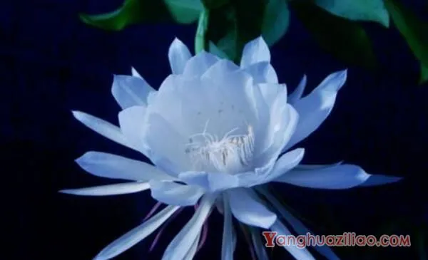 昙花抽杆子了怎么养