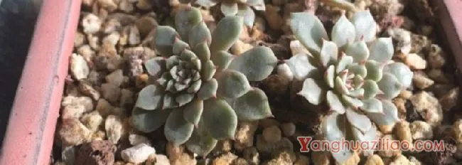 多肉白粉病是什么原因引起的