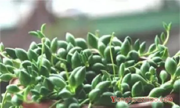 大弦月城的养殖方法和注意事项