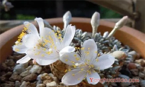 白花韧锦怎么换盆，春季配土换盆养护