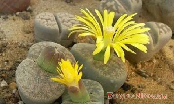 石生花皱皮是怎么回事