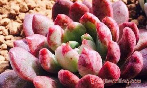 多肉根部杆子发黑