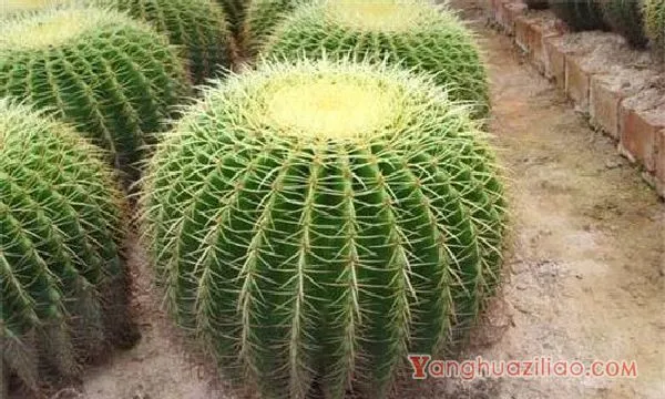 金琥球的刺变黑了是什么原因，加强水肥管理