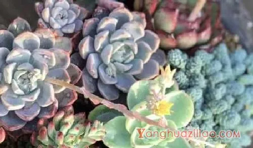 多肉买回后的种植方法 要浇水