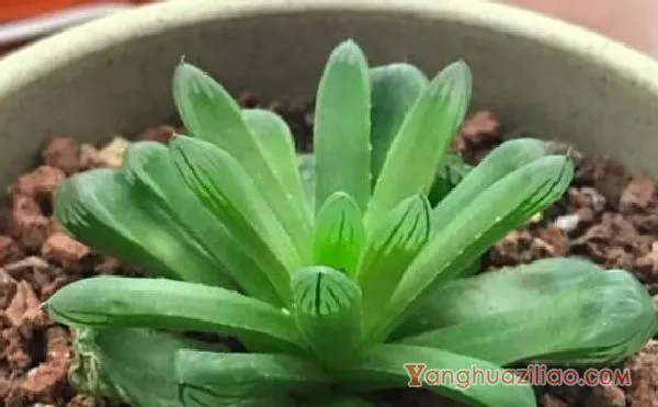 姬玉露和宫灯玉露的区别，宫灯玉露头更大/姬玉露更紧凑