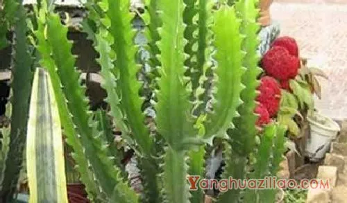 哪些多肉有毒不能养？麒麟掌，光棍树：麒麟掌 光棍树