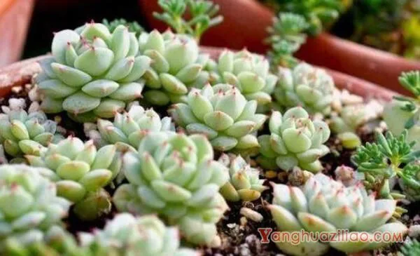 多肉只长高不长胖怎么办