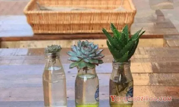 多肉可以水培吗?需要注意什么?