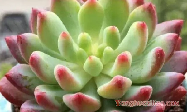 梅雨季节多肉怎么养