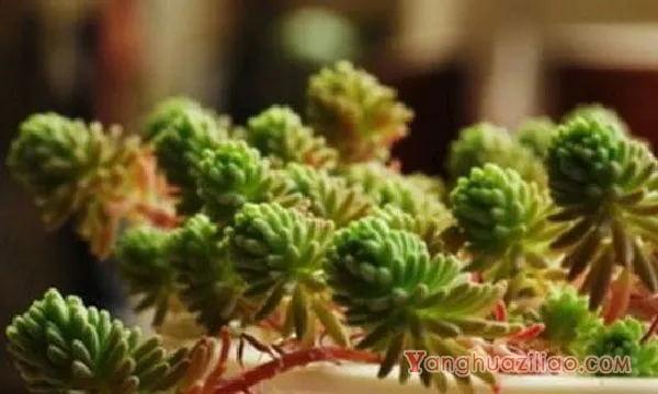 多肉根部杆子发黑