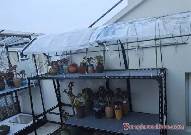 露台养多肉，你准备好了吗？