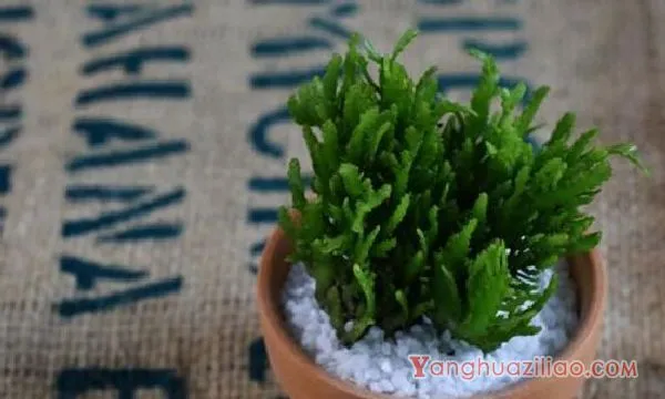 仙人柱开花