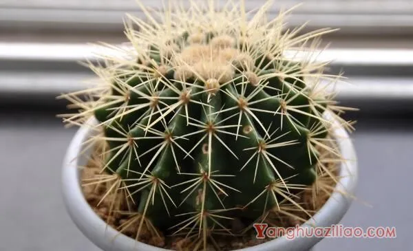 仙人球是怎样繁殖的，有扦插/嫁接/播种三种方法