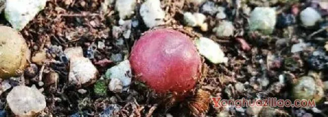 多肉毛汉尼为啥贵