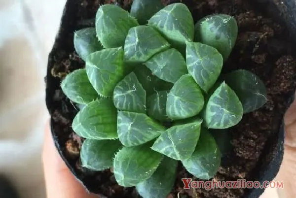 姬玉露和宫灯玉露的区别，宫灯玉露头更大/姬玉露更紧凑