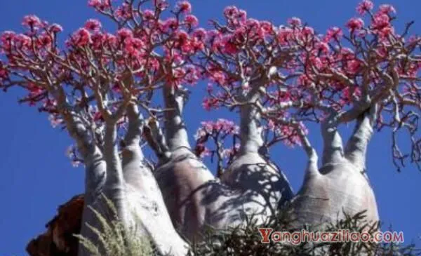 沙漠玫瑰掉花苞咋回事