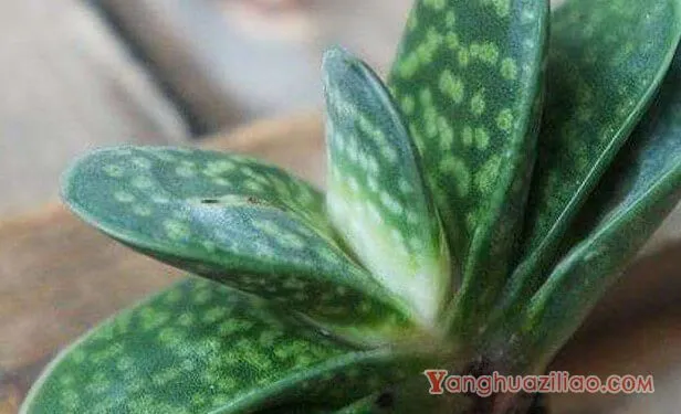 子宝图片大全！这是寓意最好的多肉植株了！ 第2张