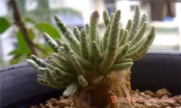 白花韧锦怎么换盆，春季配土换盆养护