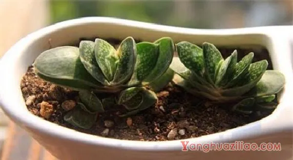 多肉植物子宝怎么养，五步教会你养殖子宝