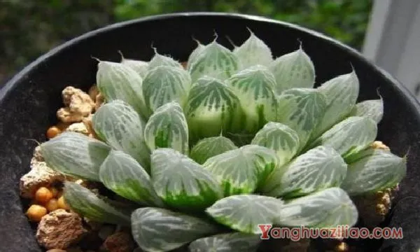 玉露土配方自制