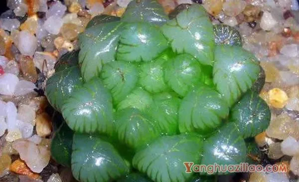 多肉植物玉露怎么养 玉露的养殖方法与注意事项