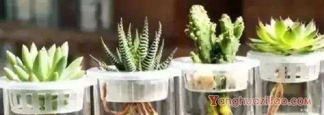 多肉可以水培吗?需要注意什么?