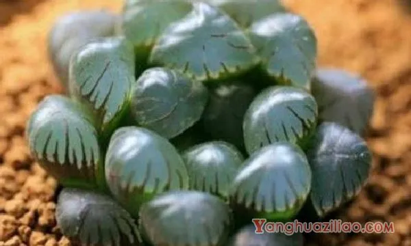 玉露土壤配比