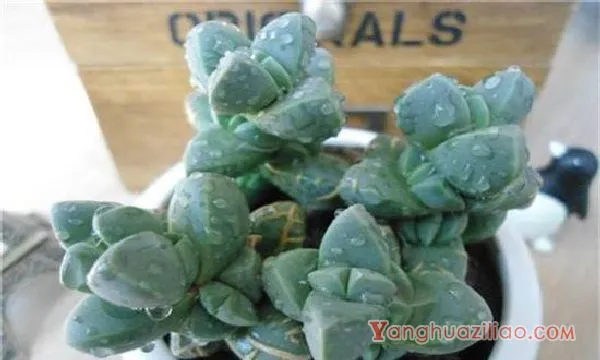 鹿角海棠怎么浇水