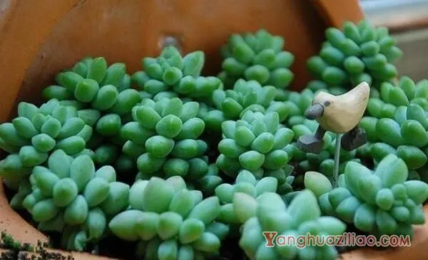 玉缀和新玉缀的区别