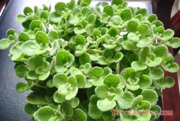 碰碰香有毒吗，碰碰香一碰就芳香怡人
