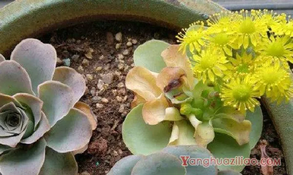 肉肉开花需要把它剪了吗