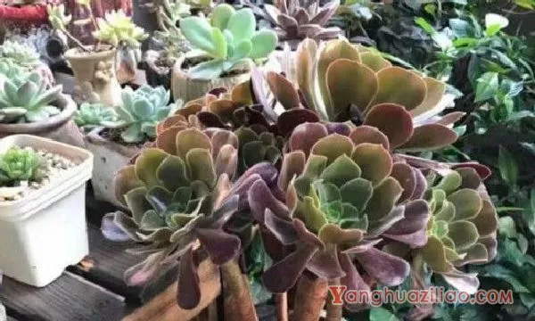 法师杆子黑腐的原因