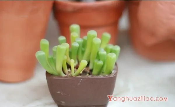 五十铃玉怎么养成彩色 五十铃玉多肉养殖方法与注意事项