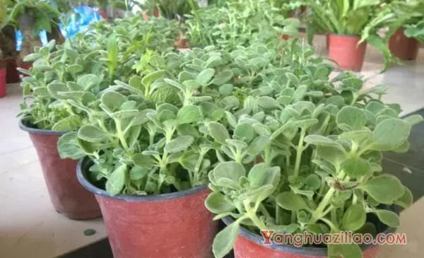 碰碰香老桩怎样修剪，主要修剪多余的枝条