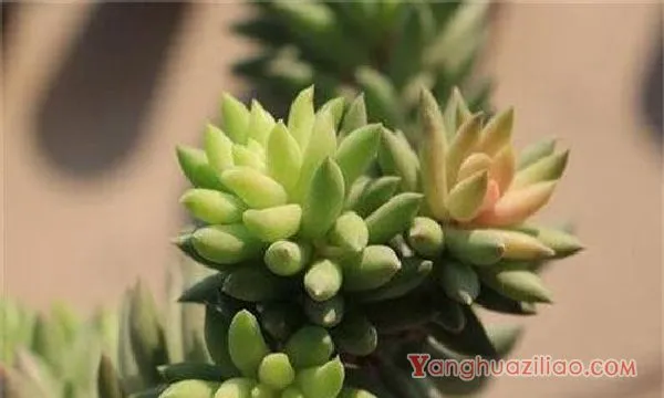 千佛手的功效与作用,可美容养颜还可供观赏