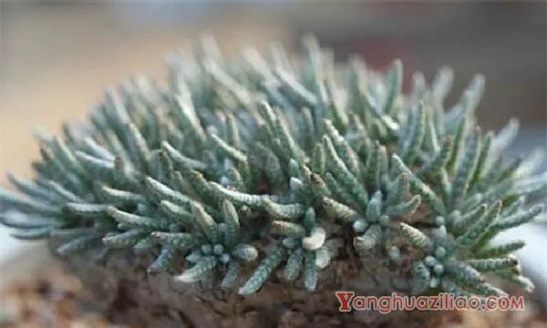 白花韧锦烂根怎么办，剪根光照换土上盆