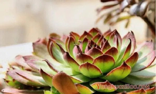 多肉观音莲高清大图!多肉观音莲图片大全! 第6张 多肉观音莲高清大图!多肉观音莲图片大全! 第6张