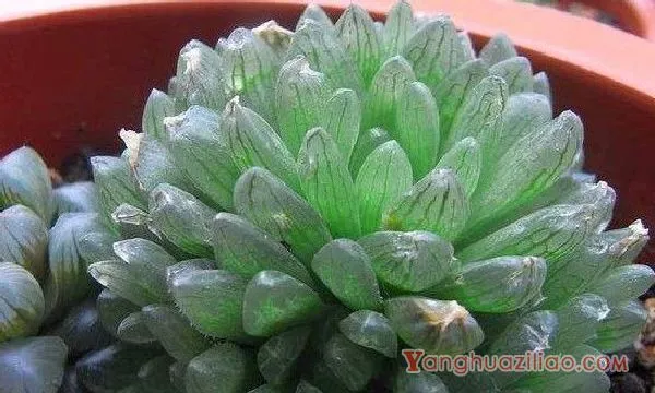多肉玉露十二个品种