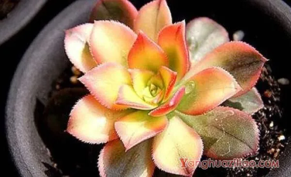 多肉莲花掌怎么养