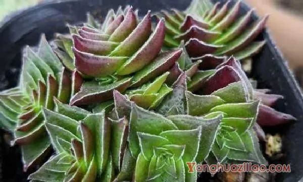 茜之塔叶子发黑可能是黒腐病 茜之塔多肉养护注意事项