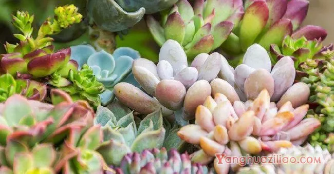 摄图网_501219970_banner_多肉植物背景(企业商用)_副本.webp 摄图网_501219970_banner_多肉植物背景(企业商用)_副本.webp