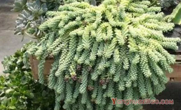 玉缀和新玉缀的区别