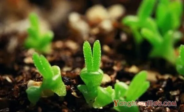 碧光环能修根换土吗,建议在每年的春季更换土壤