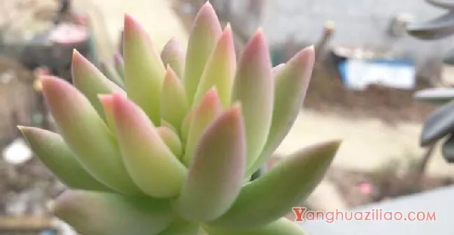 千佛手怎么养