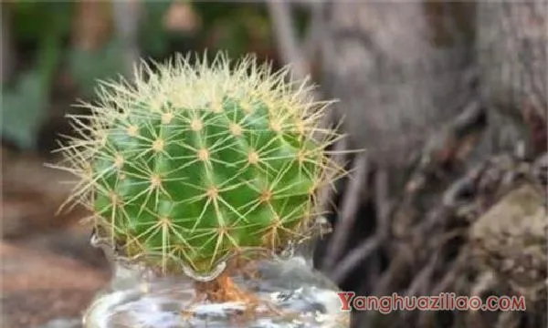 金琥球的水肥管理技巧，冬季控水停肥养护