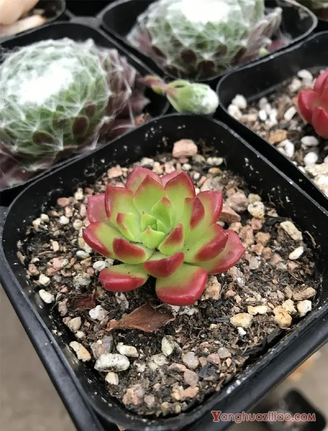 多肉蒂亚怎么养护