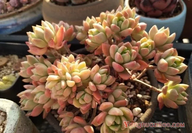 露台养多肉，你准备好了吗？