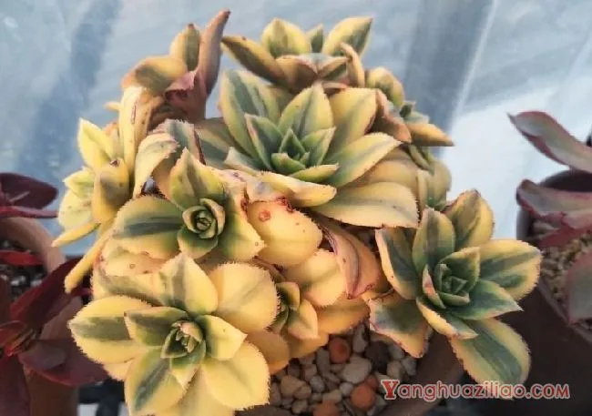 露台养多肉，你准备好了吗？