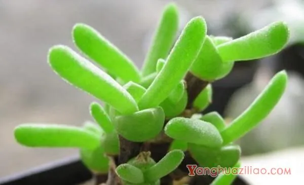 碧光环能修根换土吗,建议在每年的春季更换土壤