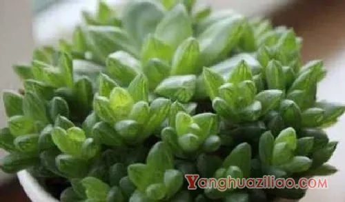玉露品种有哪些，玉露多肉品种介绍：姬玉露 草玉露